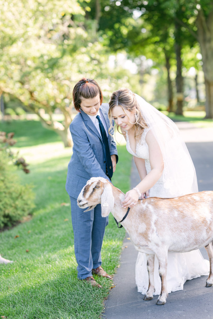 Zingerman's Cornman Farms Wedding goat